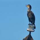 Kormoran 