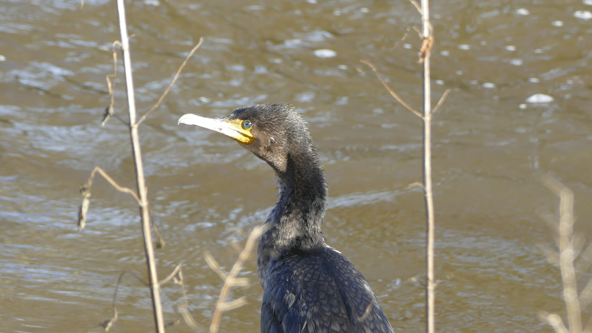 Kormoran