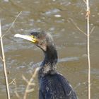 Kormoran