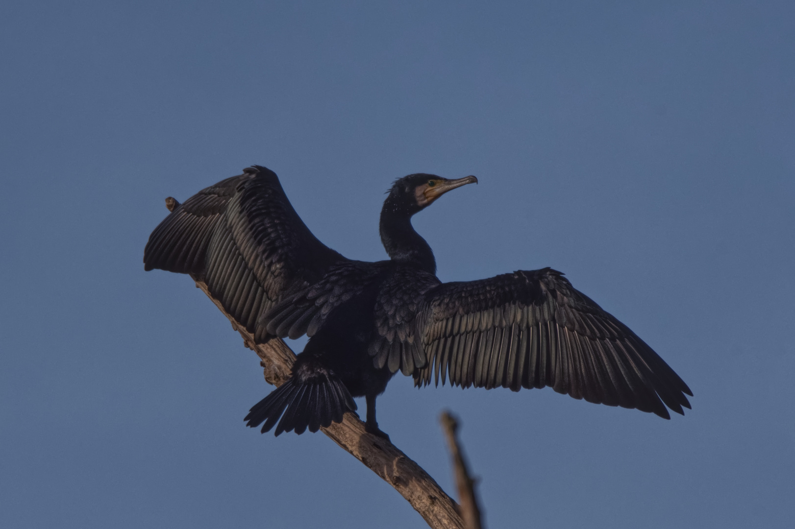 Kormoran