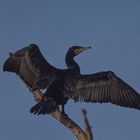 Kormoran