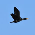 Kormoran