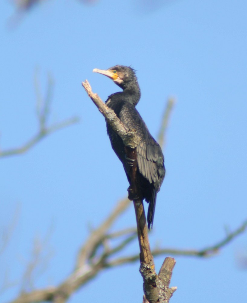 Kormoran