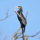 Kormoran