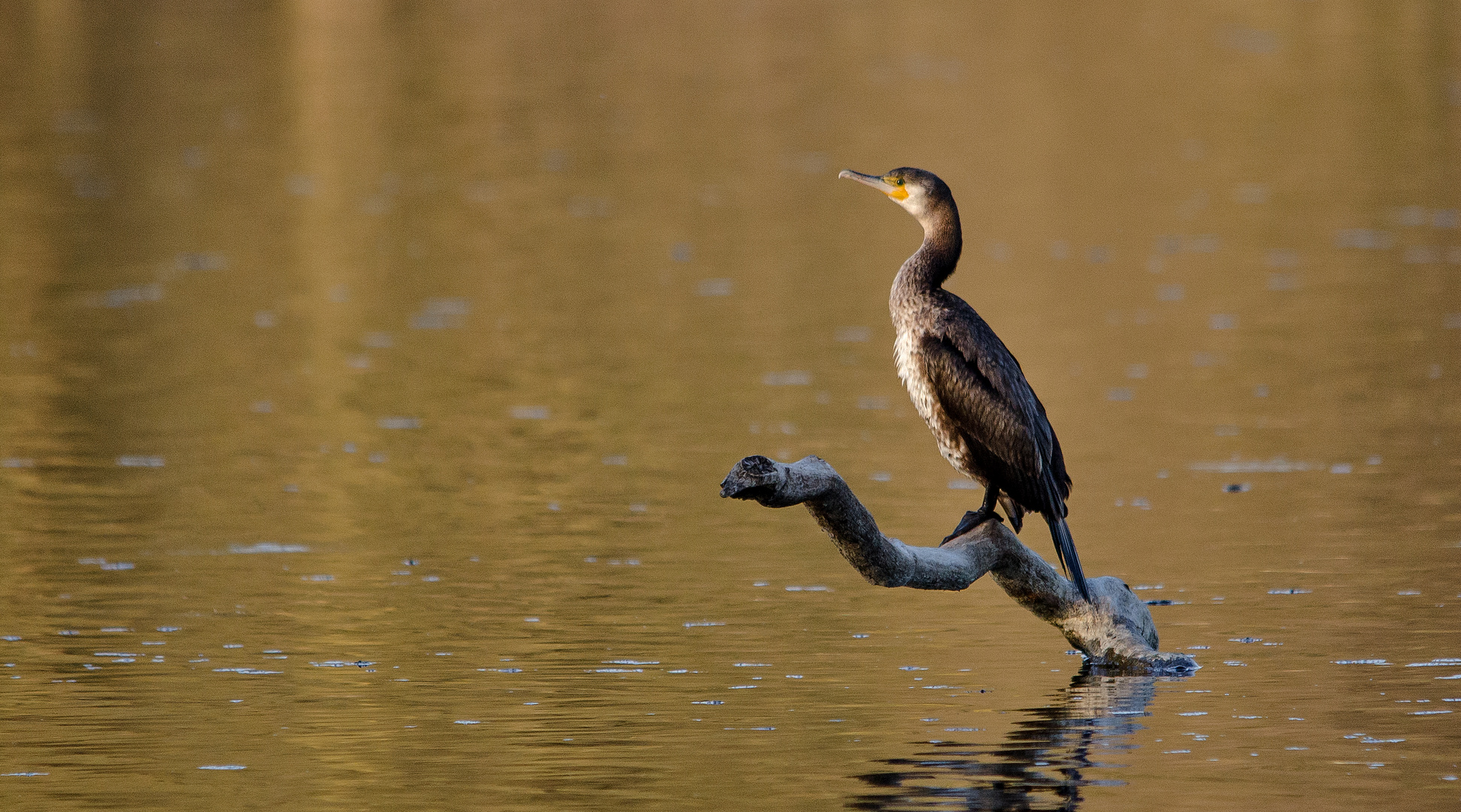 Kormoran