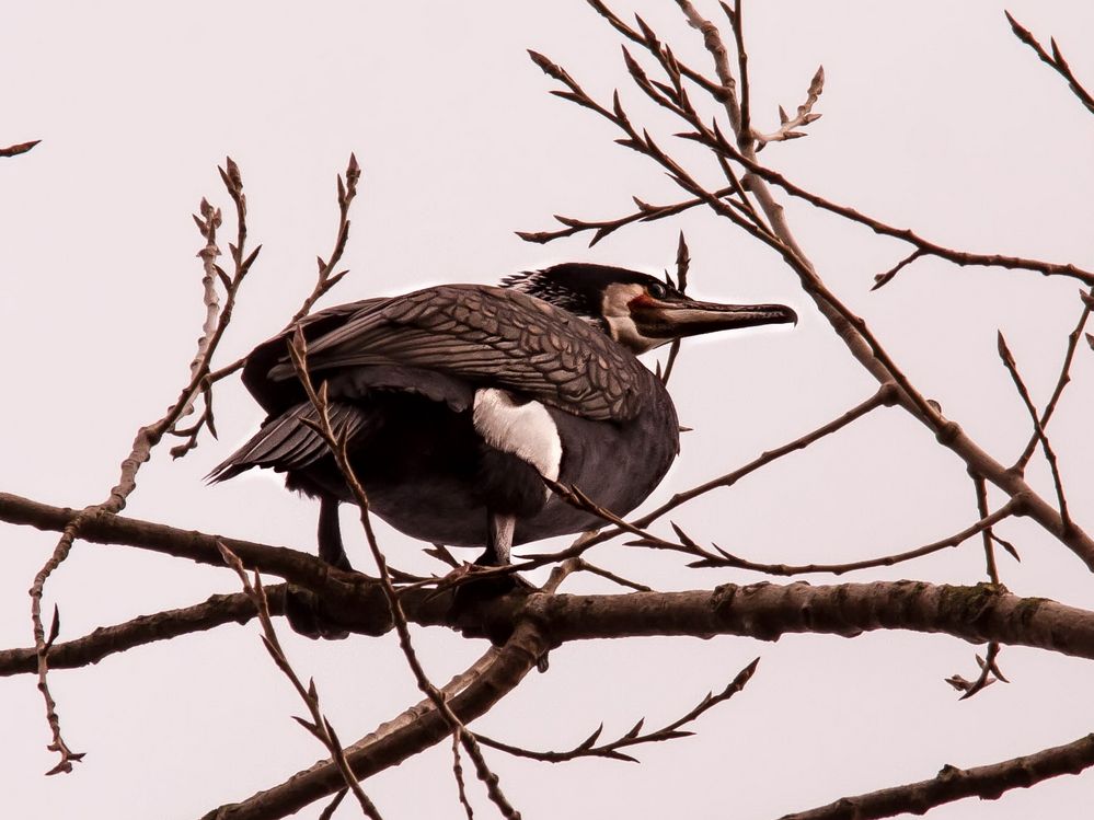 Kormoran