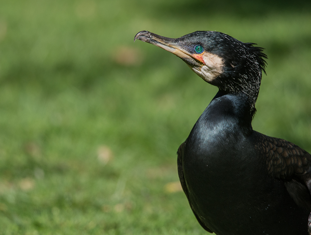 Kormoran