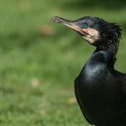 Kormoran