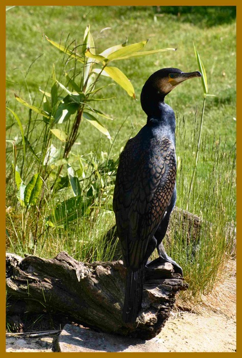 Kormoran