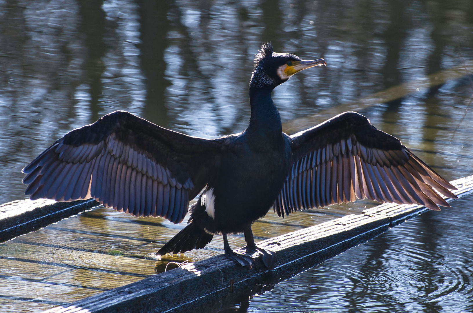 Kormoran