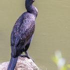 Kormoran