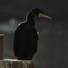 Kormoran