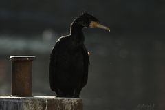 Kormoran