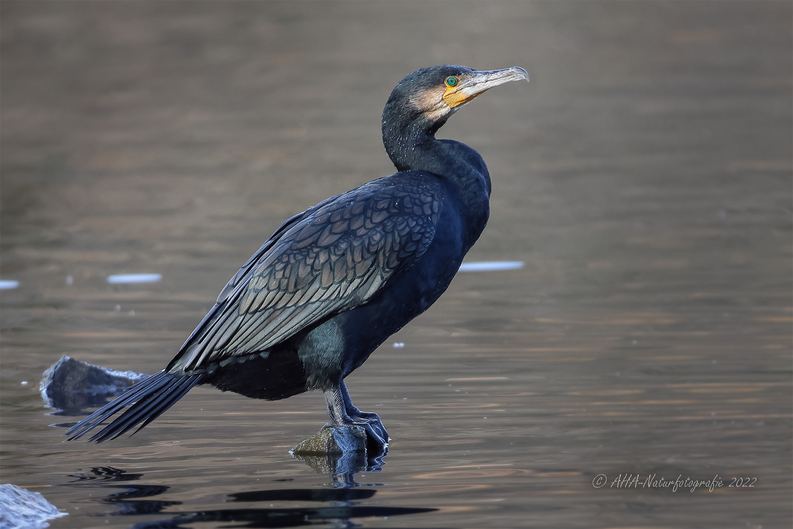 Kormoran