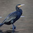 Kormoran