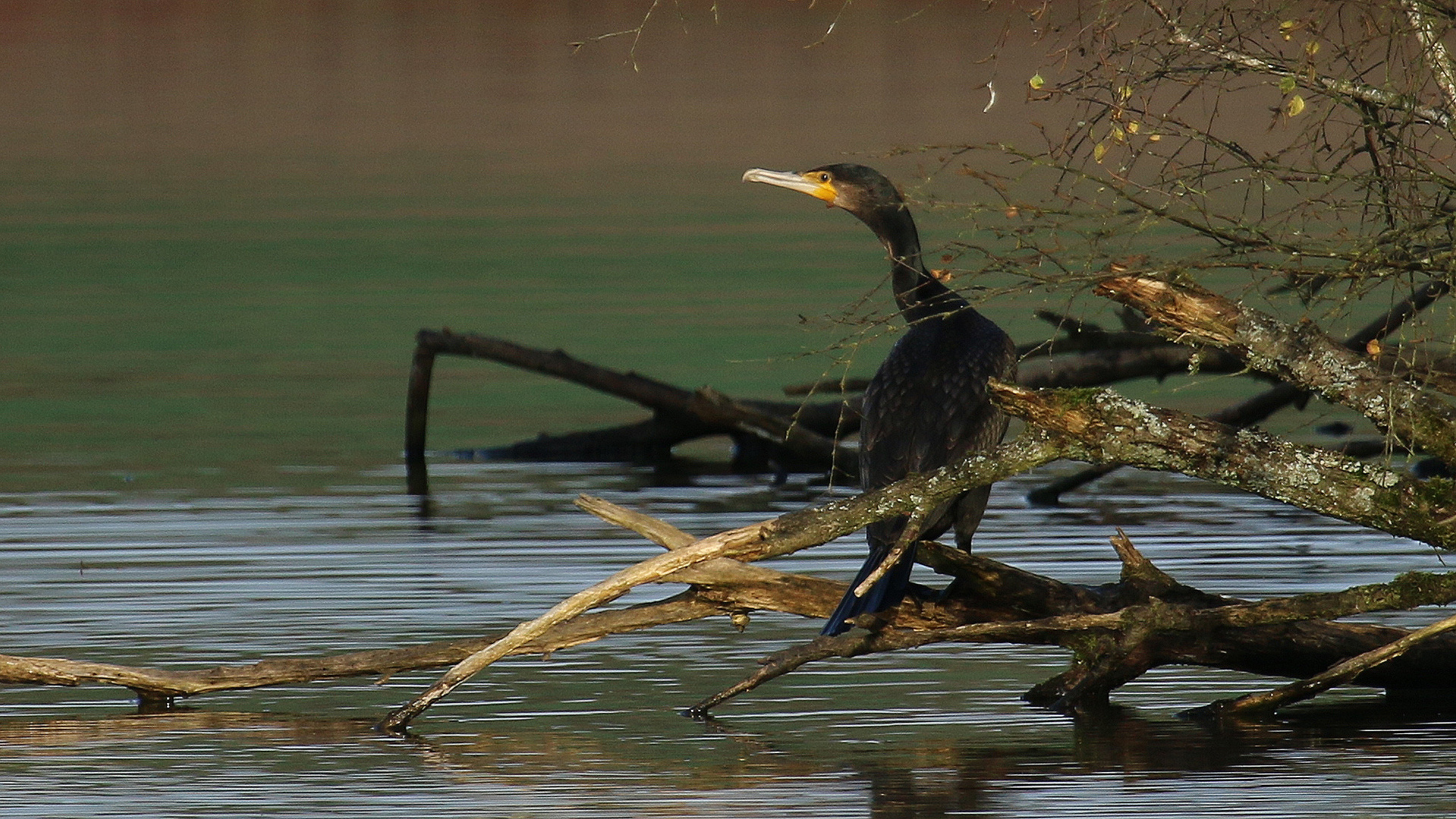 Kormoran