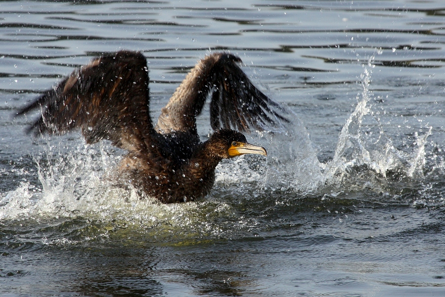 Kormoran