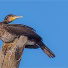 Kormoran