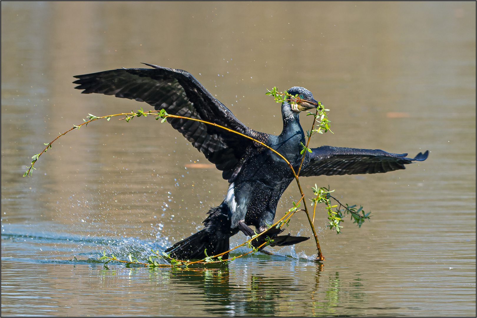 Kormoran