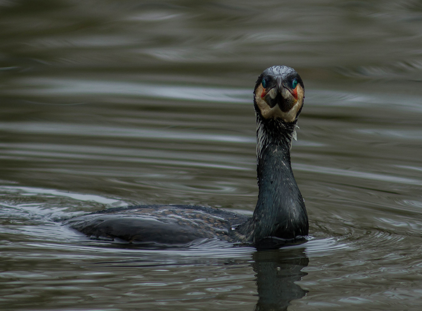 Kormoran