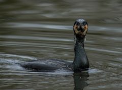 Kormoran