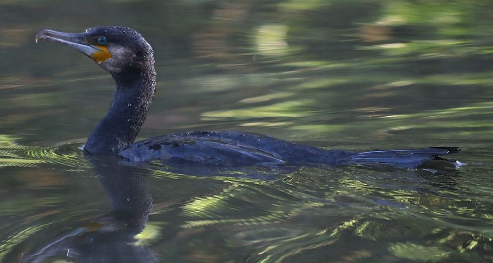 Kormoran