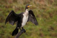 Kormoran 
