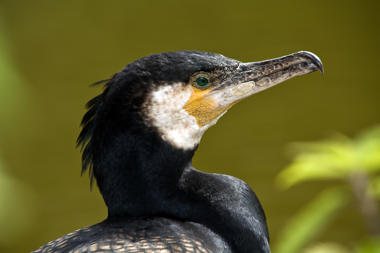 Kormoran