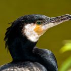 Kormoran