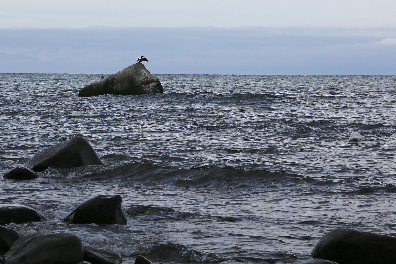 kormoran