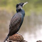 Kormoran