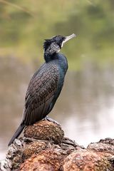 Kormoran