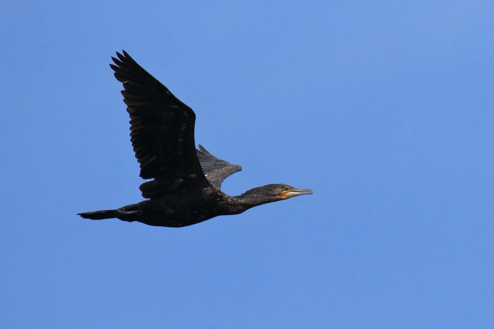 Kormoran