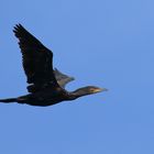 Kormoran