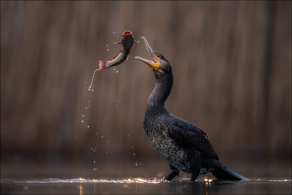 Kormoran