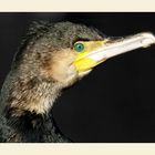 Kormoran