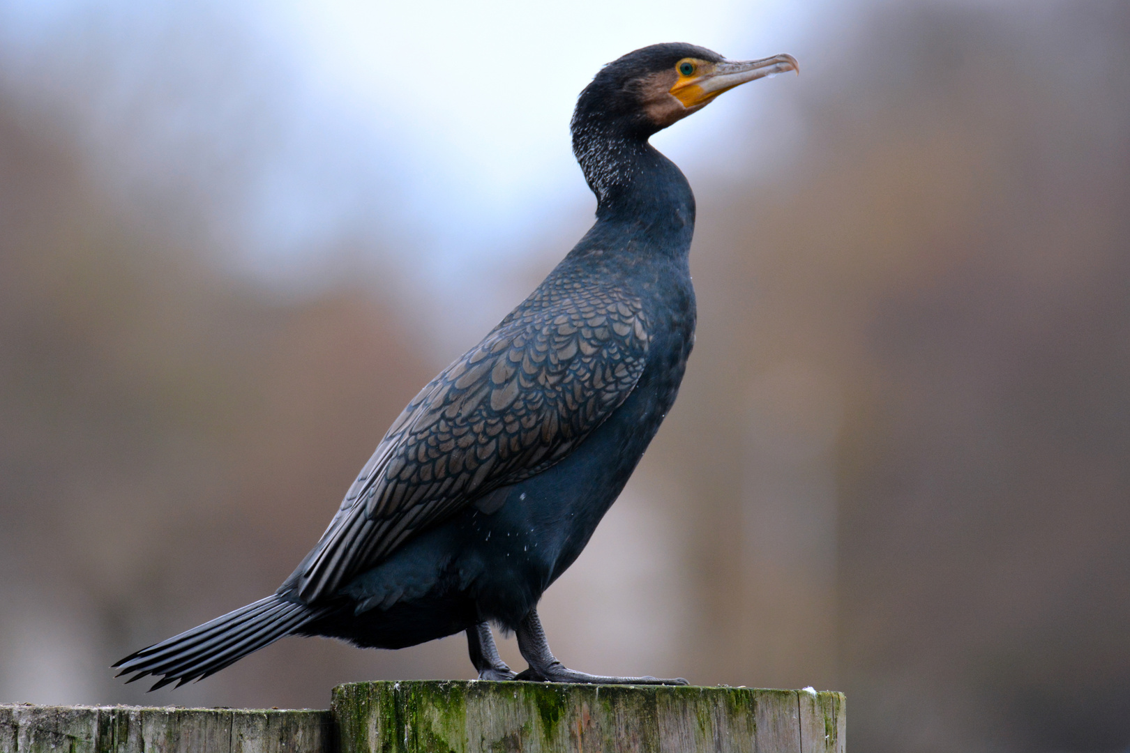 Kormoran