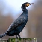 Kormoran