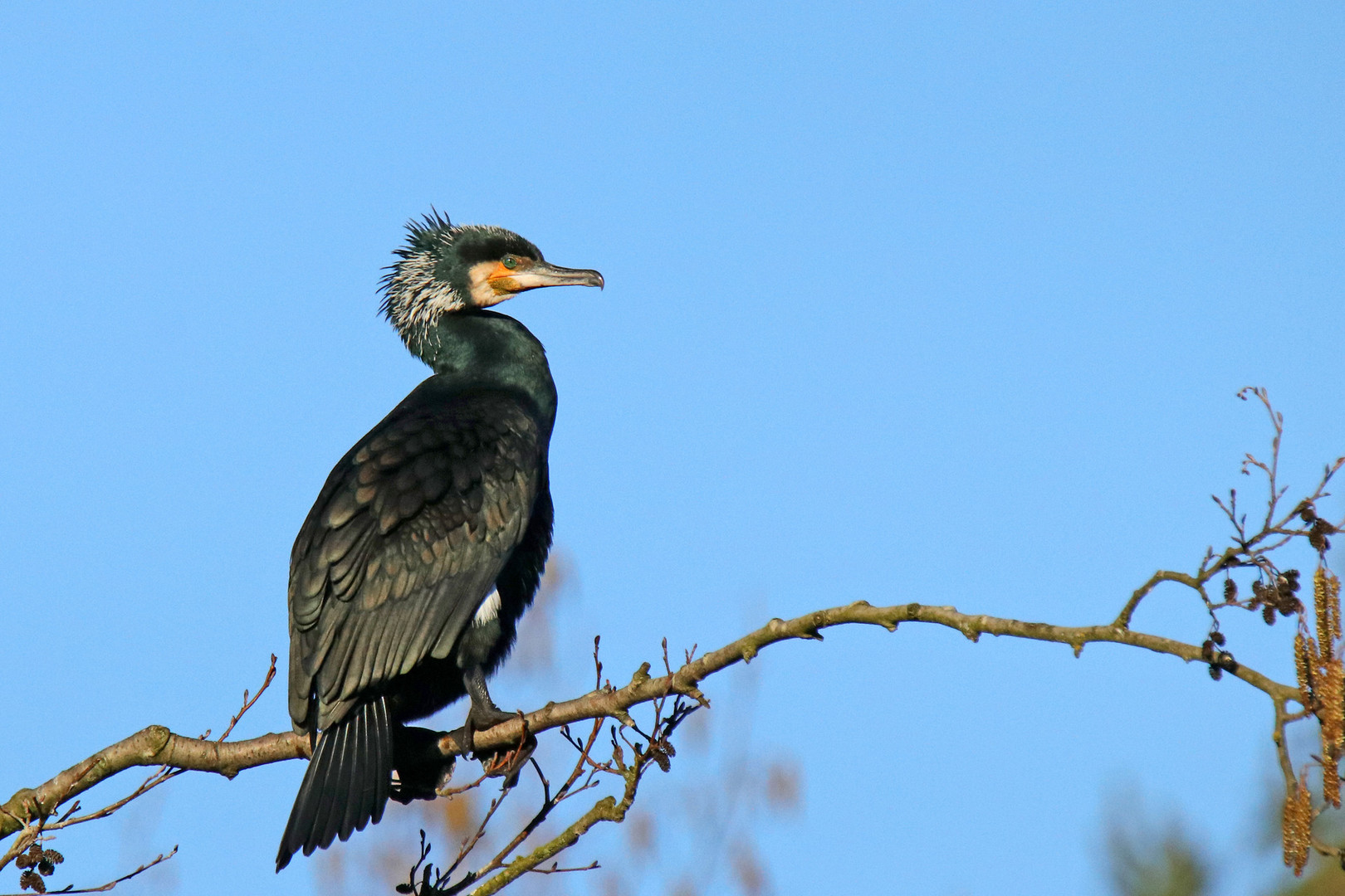 Kormoran 