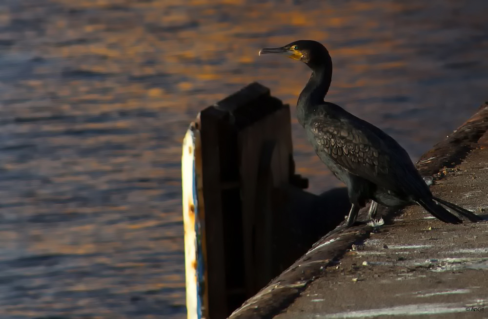 Kormoran