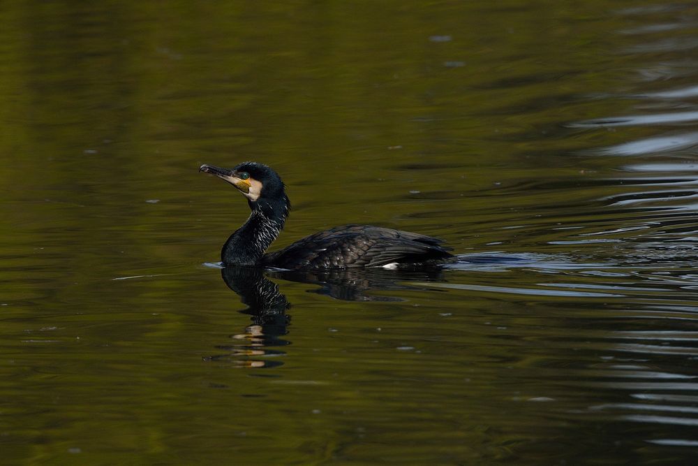 Ein Bild von einem Kormoran im Grugapark Essen