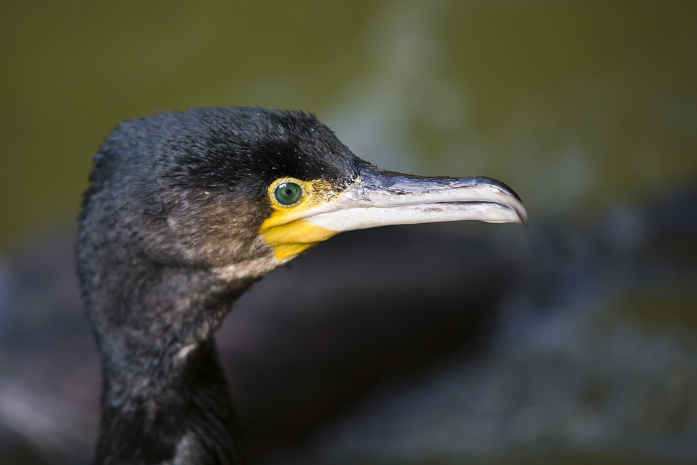 Kormoran