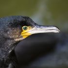 Kormoran