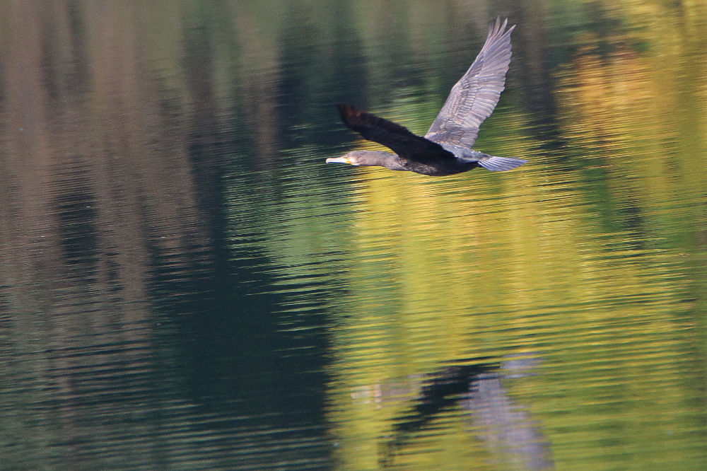 Kormoran