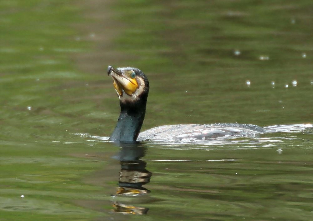 Kormoran