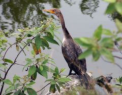 ..Kormoran..