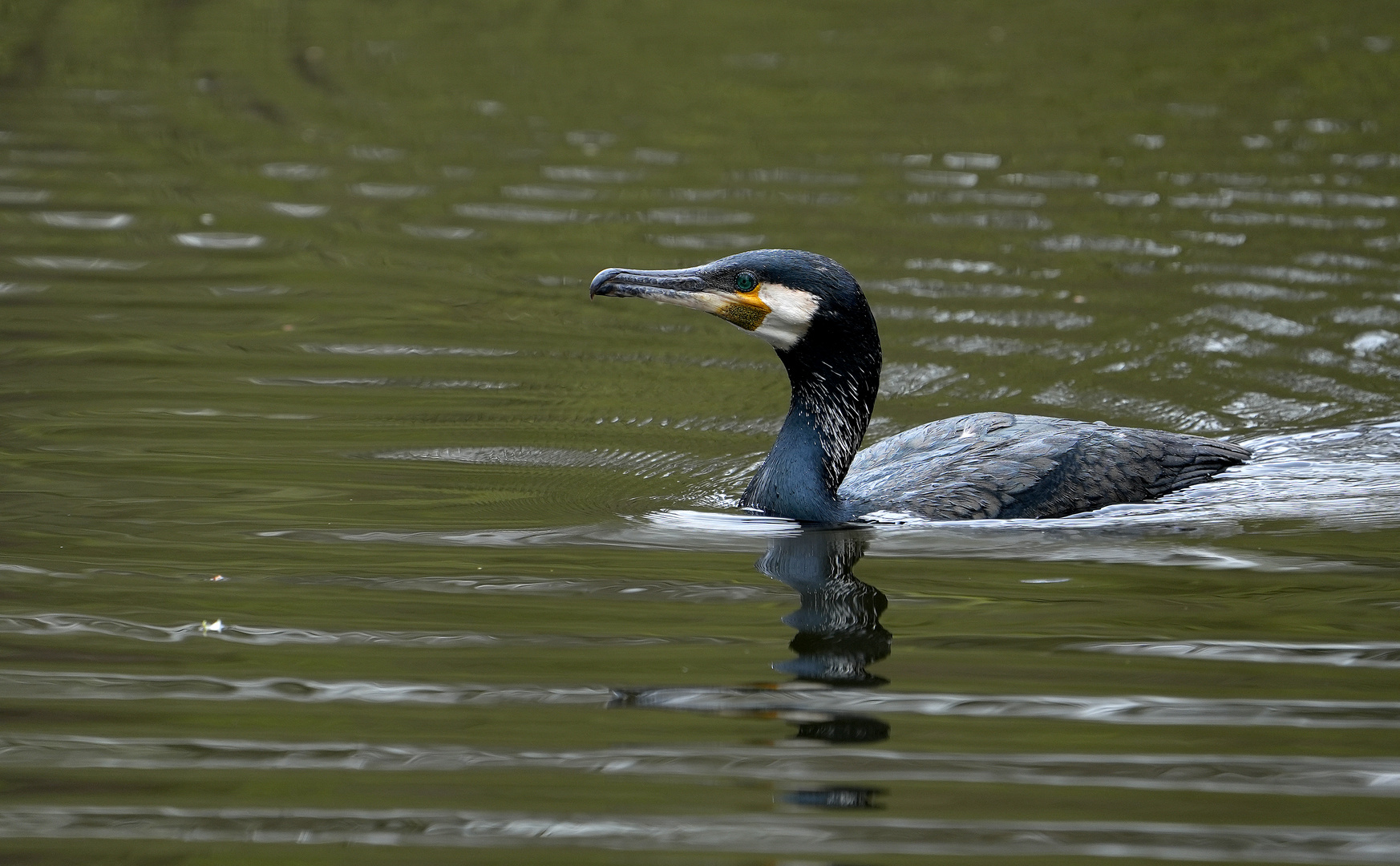 Kormoran