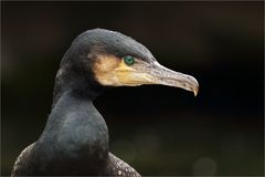 Kormoran...