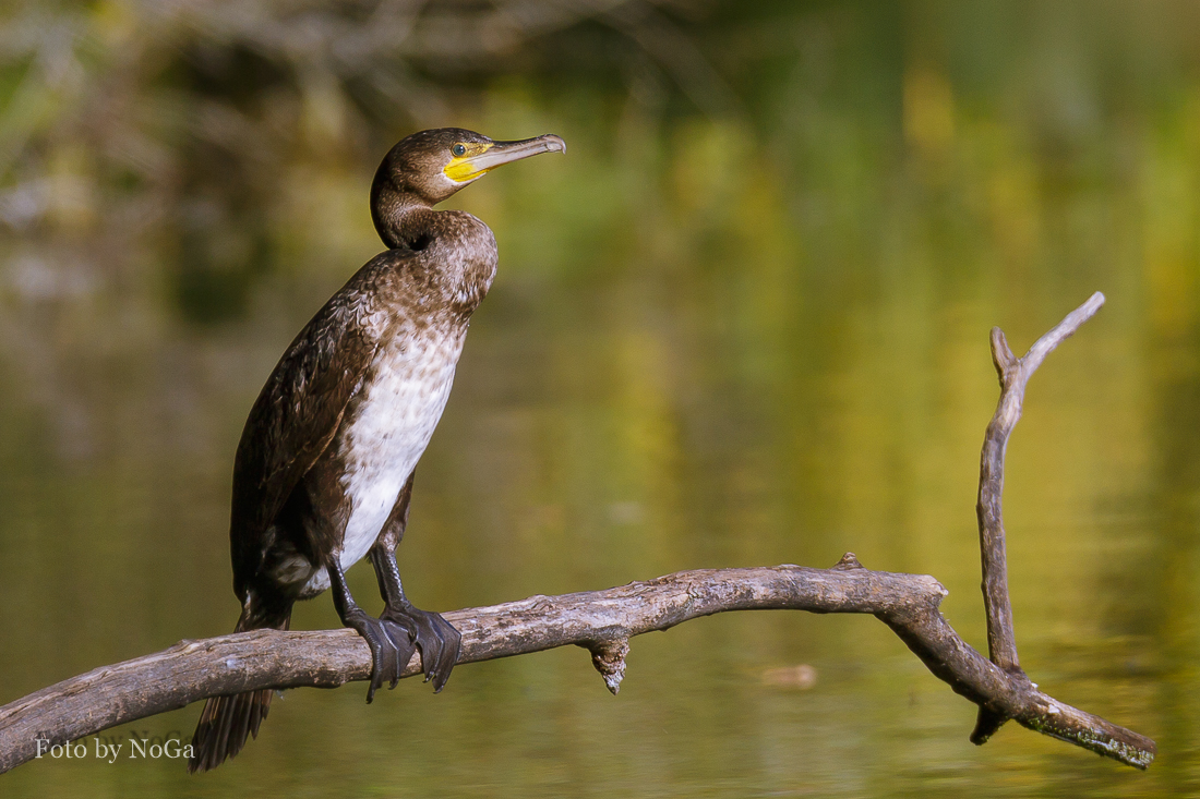 Kormoran