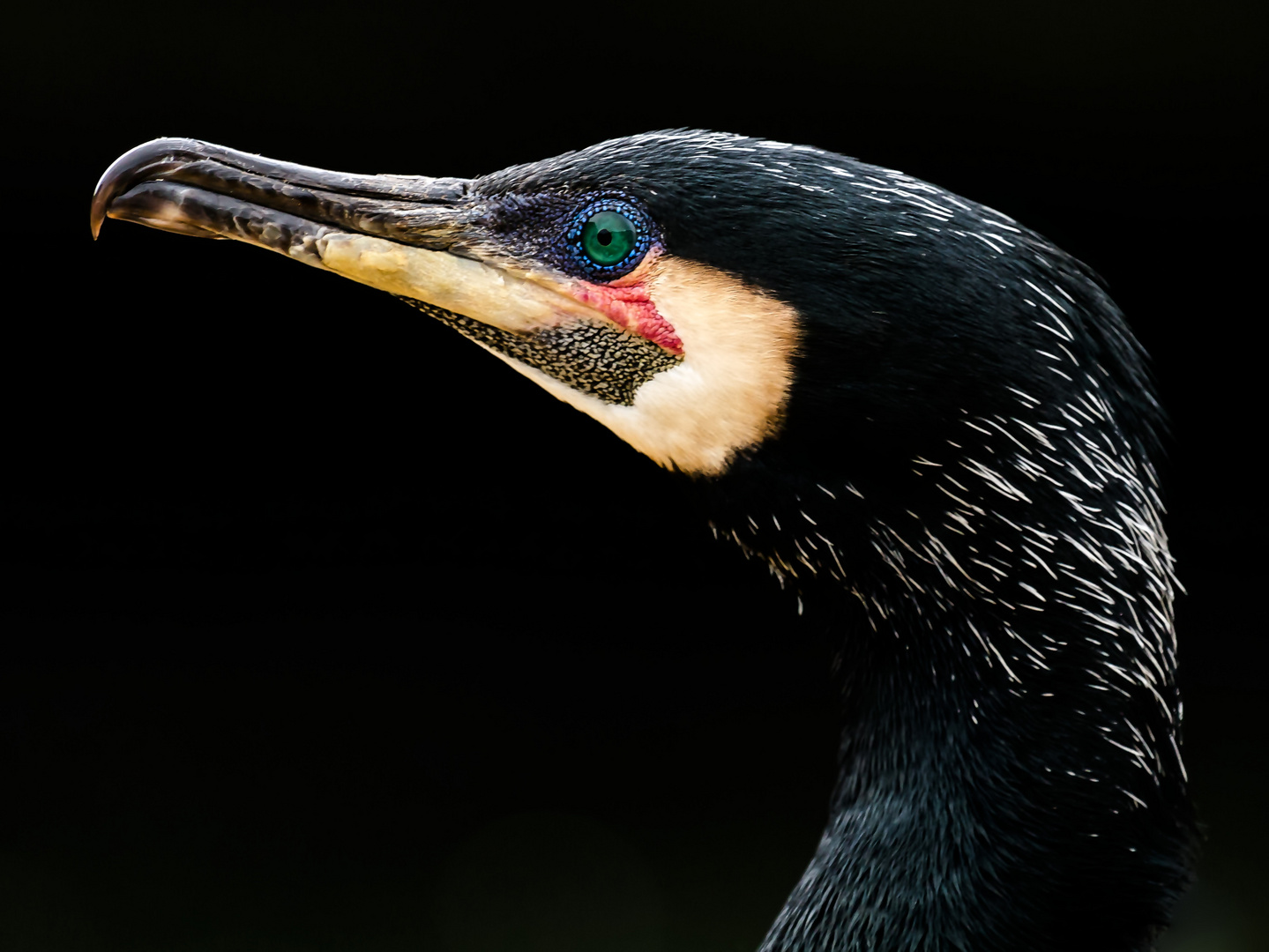 kormoran